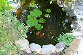Goldfish pond